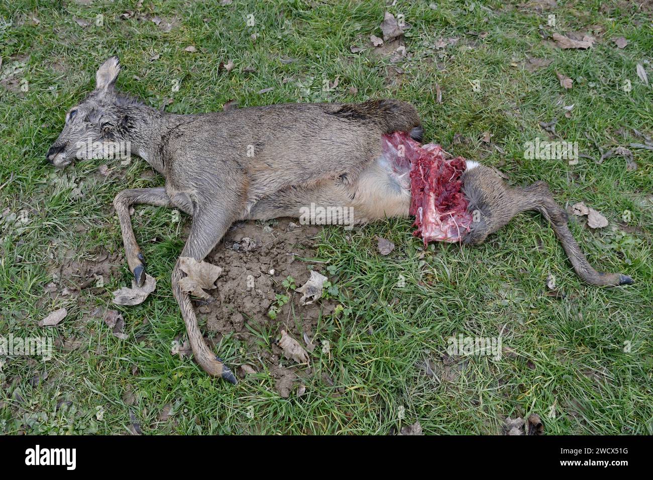 Francia, Doubs, cervi morti vittime di un attacco Foto Stock