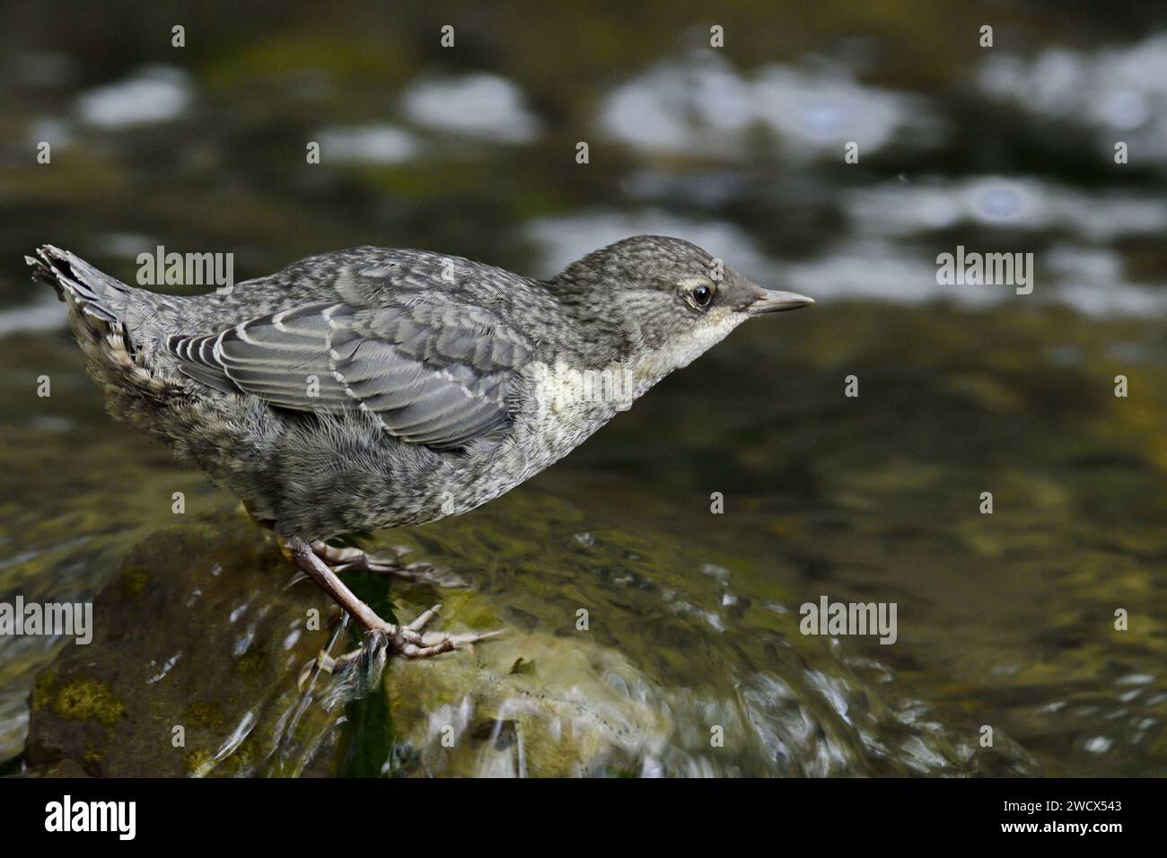 Francia, Doubs, fauna selvatica, uccelli, salumieri (Cinclus cinclus), le ragazze hanno appena lasciato il nido Foto Stock