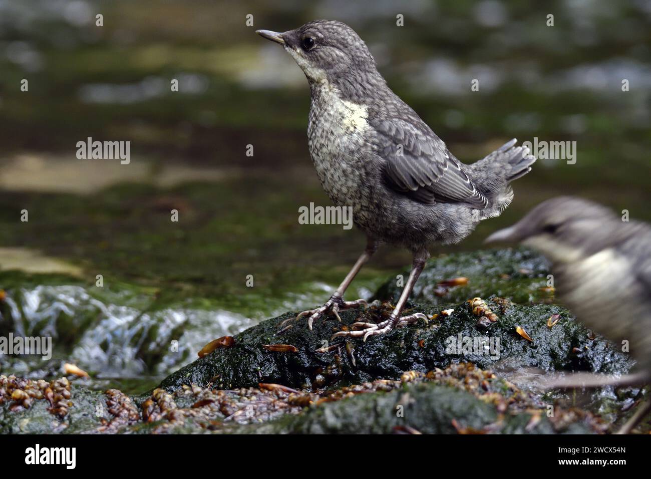 Francia, Doubs, fauna selvatica, uccelli, salumieri (Cinclus cinclus), le ragazze hanno appena lasciato il nido Foto Stock