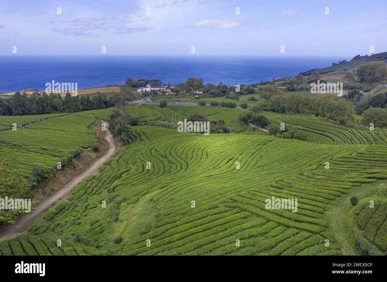 Portogallo, arcipelago delle Azzorre, isola di Sao Miguel, piantagioni di tè dell'azienda Chao Gorreana che disegnano forme geometriche e si tuffano nell'oceano Foto Stock