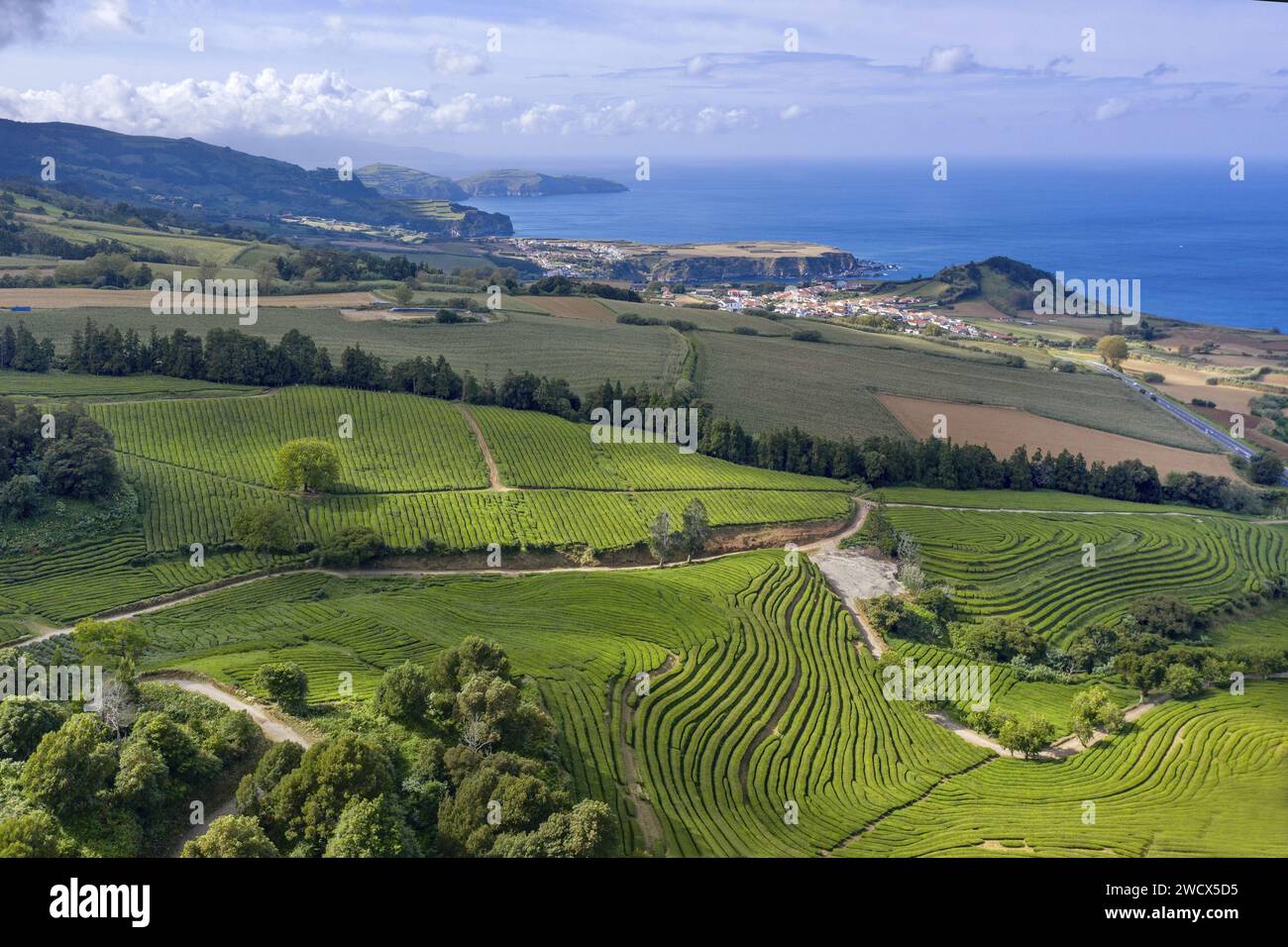 Portogallo, arcipelago delle Azzorre, isola di Sao Miguel, piantagioni di tè dell'azienda Chao Gorreana che disegnano forme geometriche e si tuffano nell'oceano Foto Stock