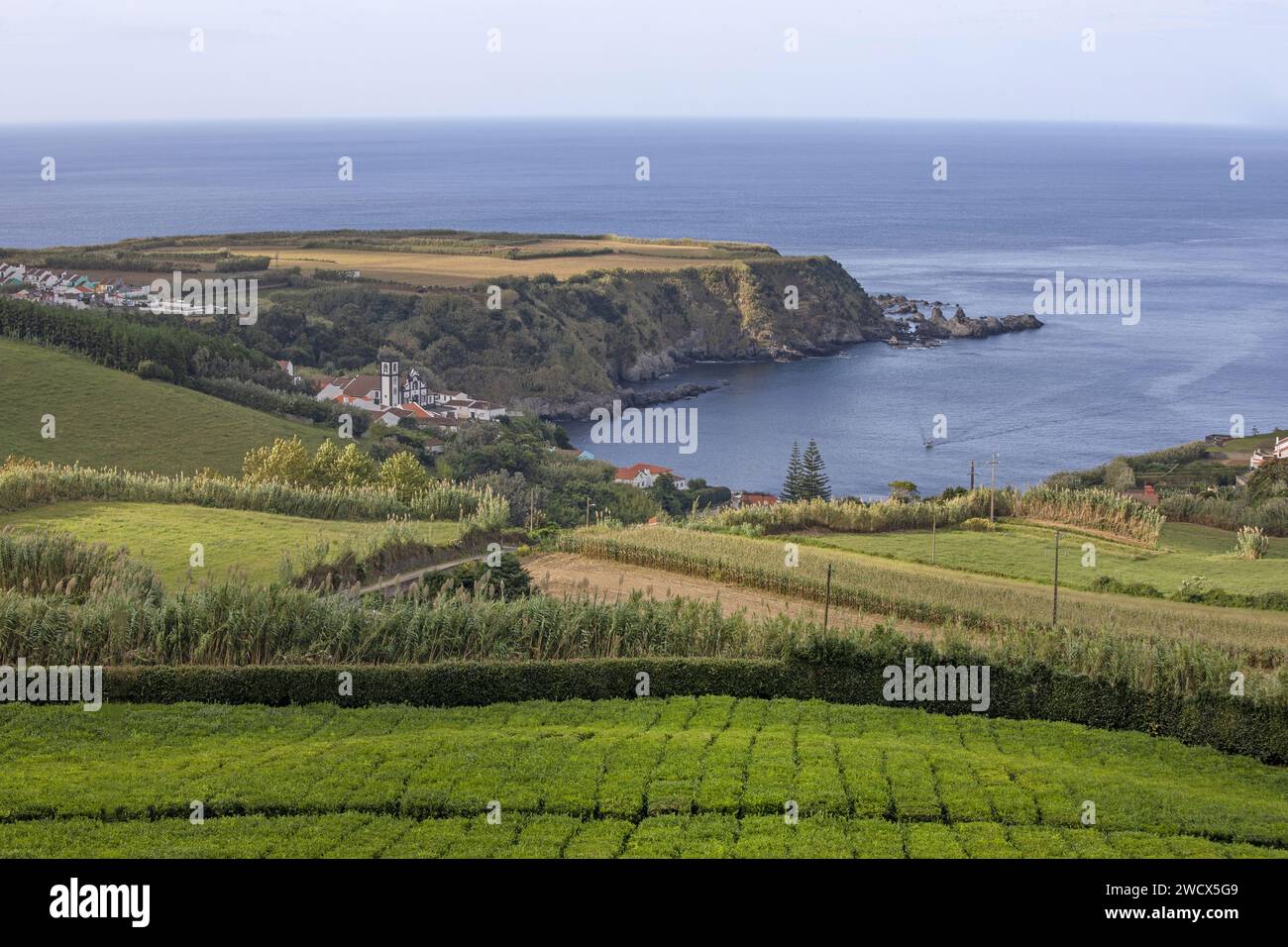 Portogallo, arcipelago delle Azzorre, isola di Sao Miguel, piantagioni di tè dell'azienda di Porto Formoso che disegnano forme geometriche e si immergono nell'oceano Foto Stock