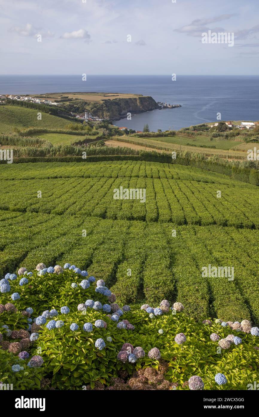 Portogallo, arcipelago delle Azzorre, isola di Sao Miguel, piantagioni di tè dell'azienda di Porto Formoso che disegnano forme geometriche e si immergono nell'oceano Foto Stock