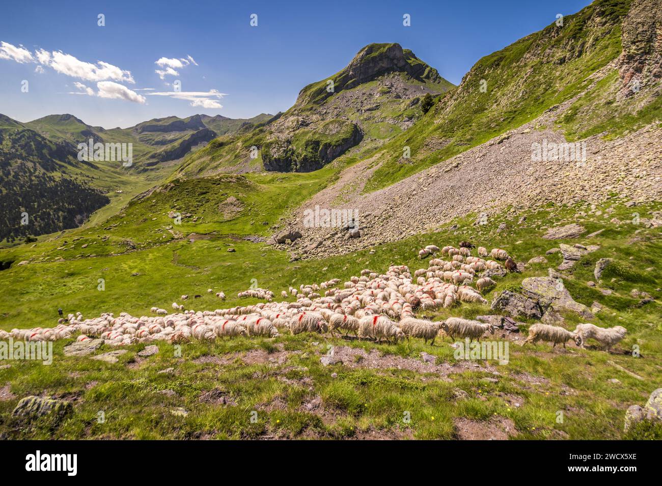 Francia, Pirenei Atlantici, Béarn, valle dell'Ossau, Parco Nazionale dei Pirenei, shepherd guidò il suo gregge di pecore nei pascoli estivi Foto Stock