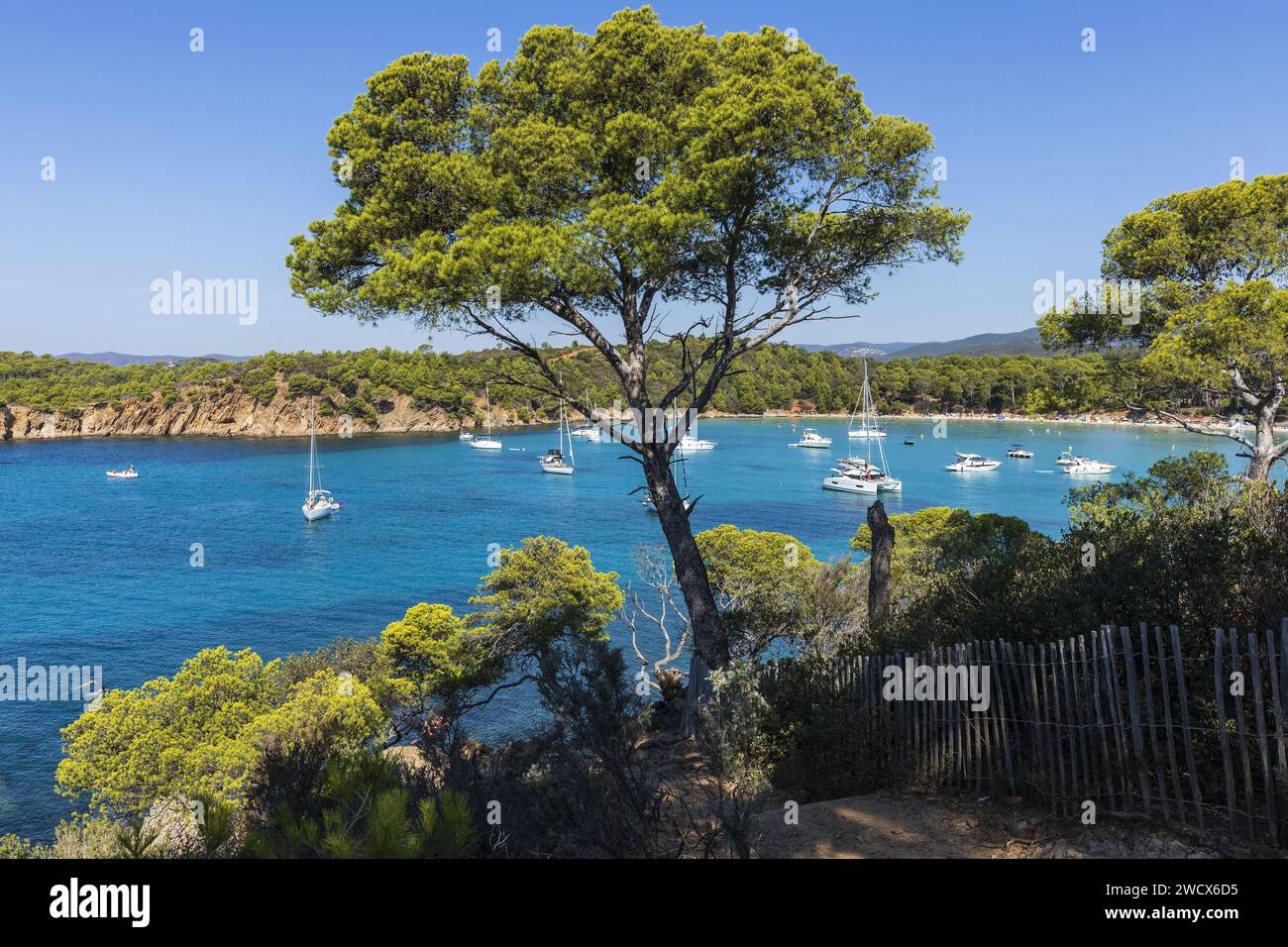 Francia, Var, Bormes les Mimosas, Pointe de l'Estagnol, pini sulle rocce Foto Stock