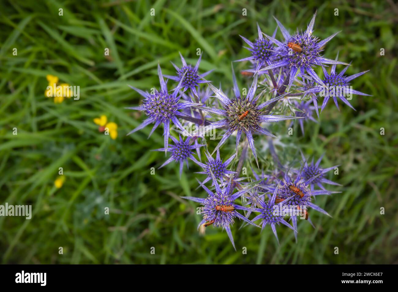 Francia, Pirenei Atlantici, Béarn, valle di Ossau, altopiano di Benou, Bilhères, coleotteri Tawny (Rhagonycha fulva) su fiori di cardo Foto Stock