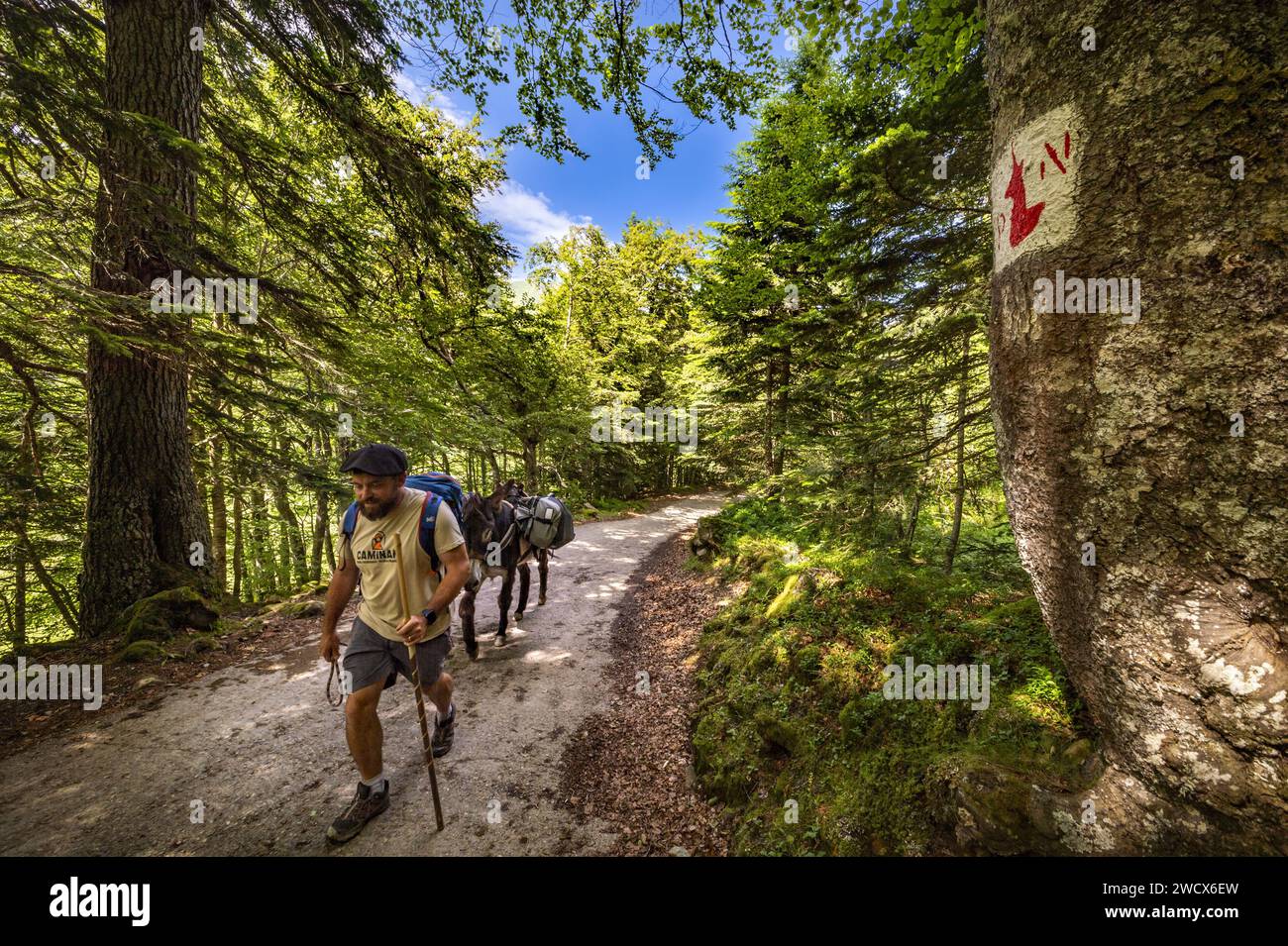 Francia, Pirenei Atlantici, Béarn, valle dell'Ossau, Parco Nazionale dei Pirenei, trekking con un asino Foto Stock