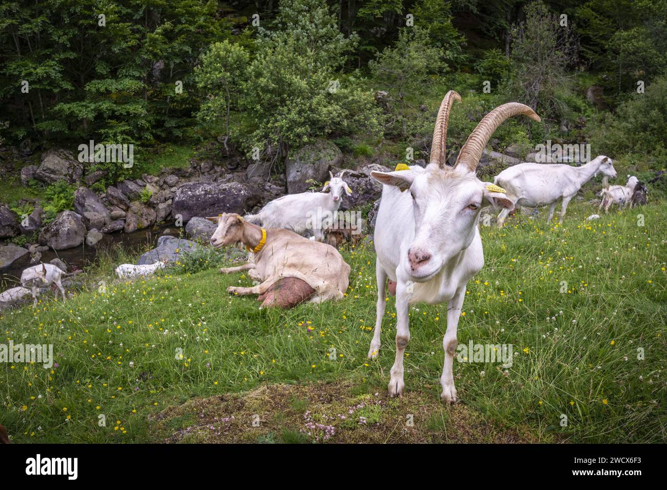 Francia, Pyrénées-Atlantiques (dipartimento 64), Béarn, vallée d'Ossau, Parc National des Pyrénées, troupeau de chèvres aux estives Foto Stock Francia, Pyrénées-Atlantiques (dipartimento 64), Béarn, vallée d'Ossau, Parc National des Pyrénées, troupeau de chèvres aux estives Foto Stock