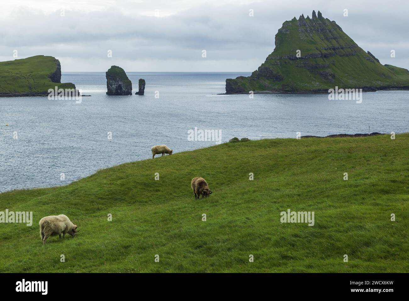 Danimarca, Isole Faroe, isola di Vagar, roccia di Drangarnir e isola di Tindholmur, pecore Foto Stock