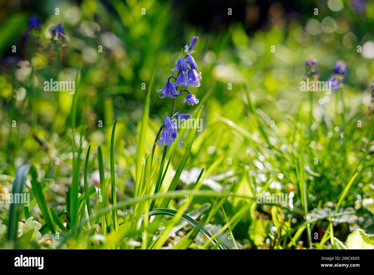 Fiore di Giacinto selvatico (Bluebells) in fiore in primavera in un giardino Foto Stock