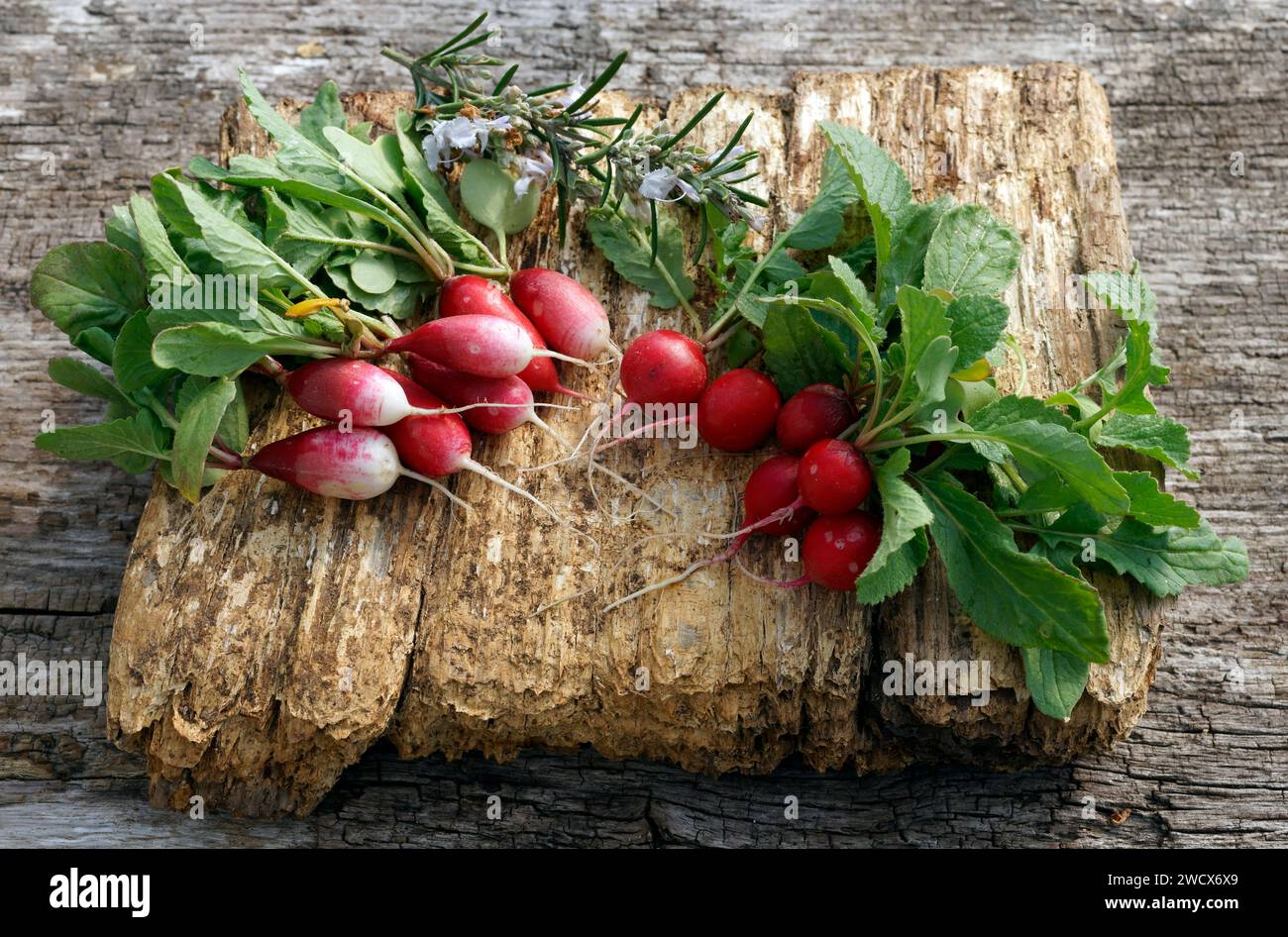Mazzo di raggiri freschi (Raphanus sativus), raccolta di orti. Foto Stock
