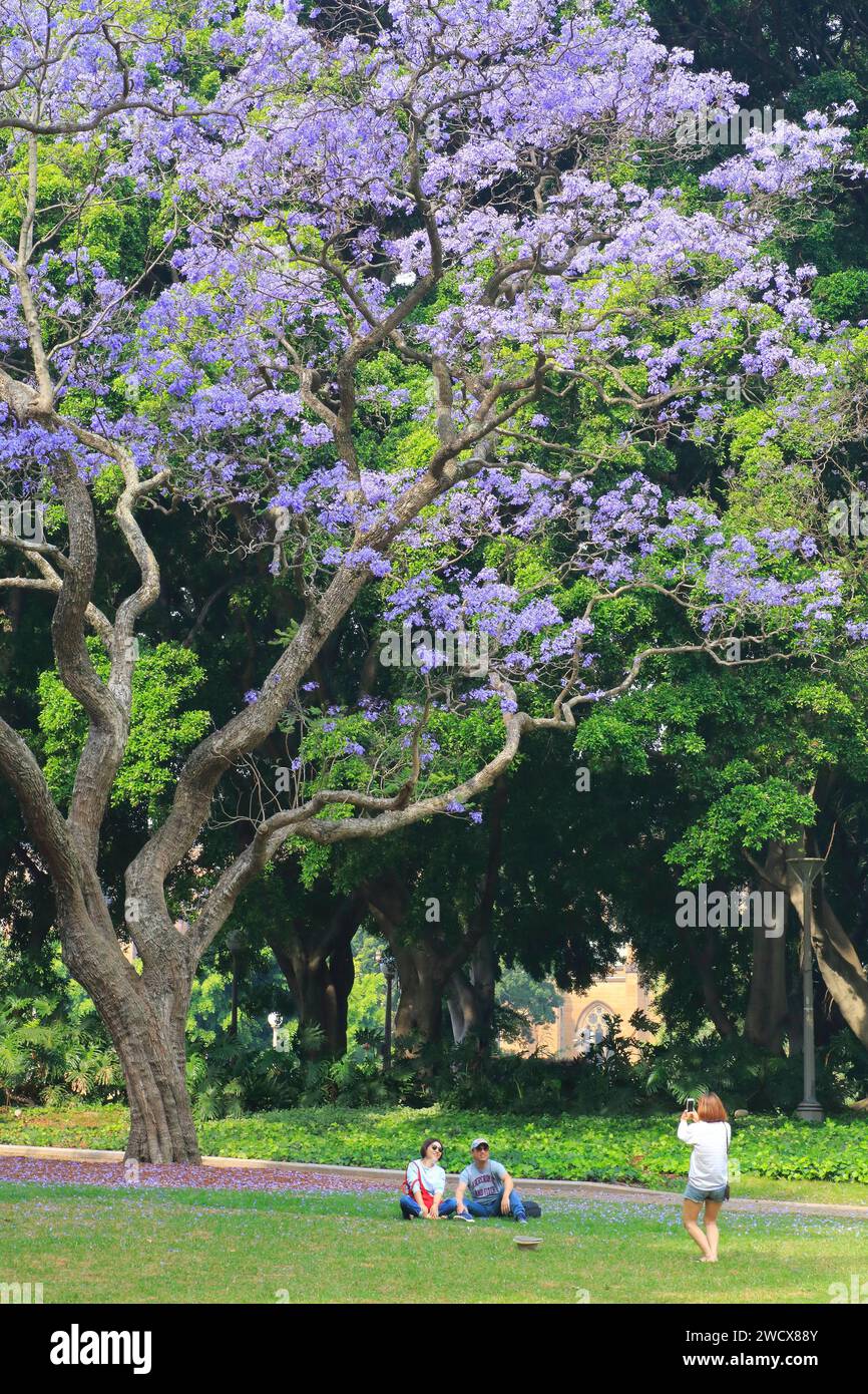 Australia, nuovo Galles del Sud, Sydney, Central Business District (CBD), Hyde Park (il parco pubblico più antico dell'Australia), pausa fotografica sotto un albero di paulownia Foto Stock