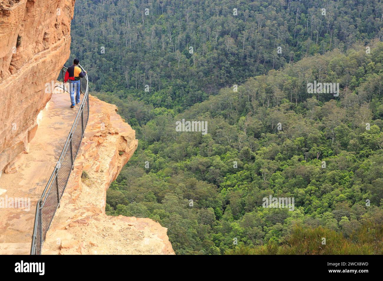 Australia, nuovo Galles del Sud, Blue Mountains dichiarate Patrimonio dell'Umanità dall'UNESCO, Blue Mountains National Park, Katoomba, percorso lungo le cascate di Wentworth Falls Foto Stock