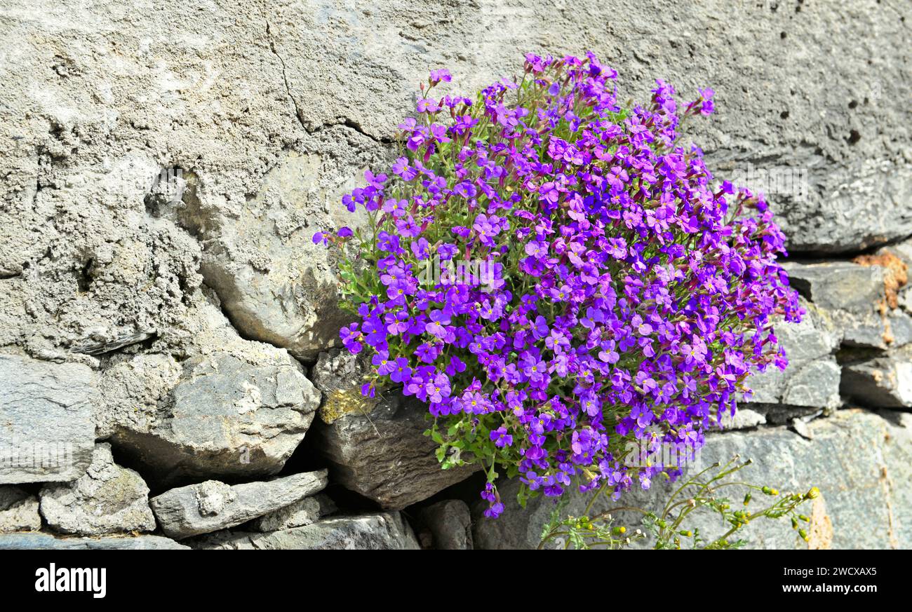 primo piano su un bellissimo cespuglio di fiori viola che fioriscono su una parete rocciosa chiuso un giardino Foto Stock