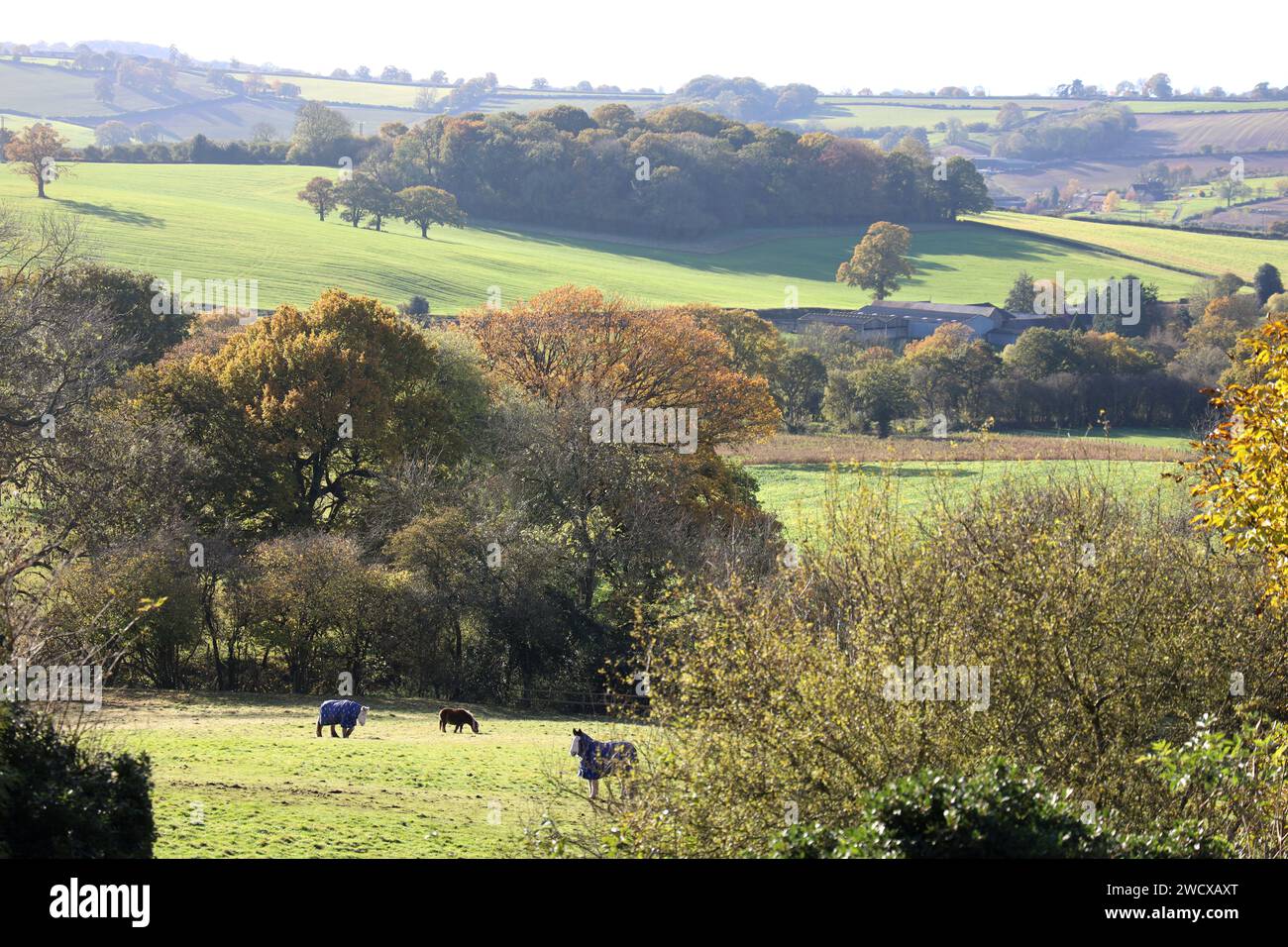 Munderfield da Bromyard Downs, Herefordshire. Campi agricoli, verdeggianti e ondulati della Frome Valley. Cavalli nel pascolo vicino a Bromyard. Foto Stock