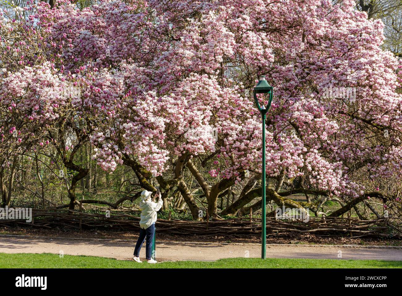 Francia, Meurthe et Moselle, Nancy, magnolia da Soulanges in piena fioritura etichettata Arbre Remarquable de France (notevole albero di Francia) nel parco pubblico Sainte Marie situato in Avenue Boffrand Foto Stock