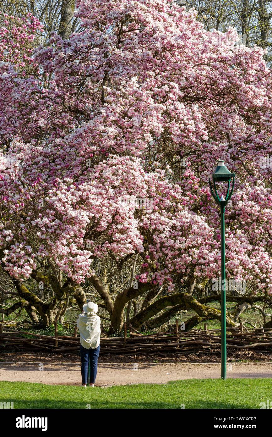 Francia, Meurthe et Moselle, Nancy, magnolia da Soulanges in piena fioritura etichettata Arbre Remarquable de France (notevole albero di Francia) nel parco pubblico Sainte Marie situato in Avenue Boffrand Foto Stock