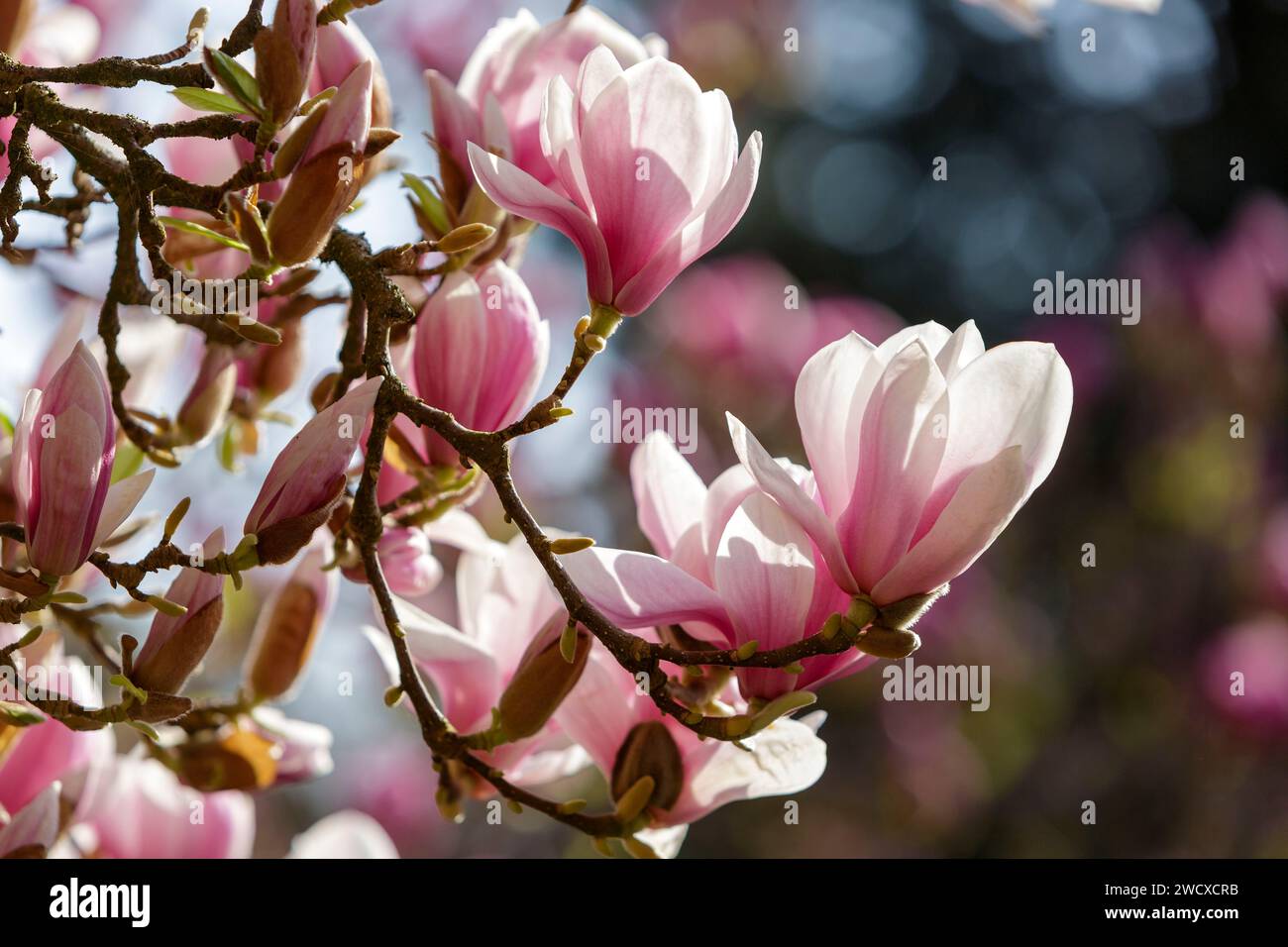 Francia, Meurthe et Moselle, Nancy, magnolia da Soulanges in piena fioritura etichettata Arbre Remarquable de France (notevole albero di Francia) nel parco pubblico Sainte Marie situato in Avenue Boffrand Foto Stock