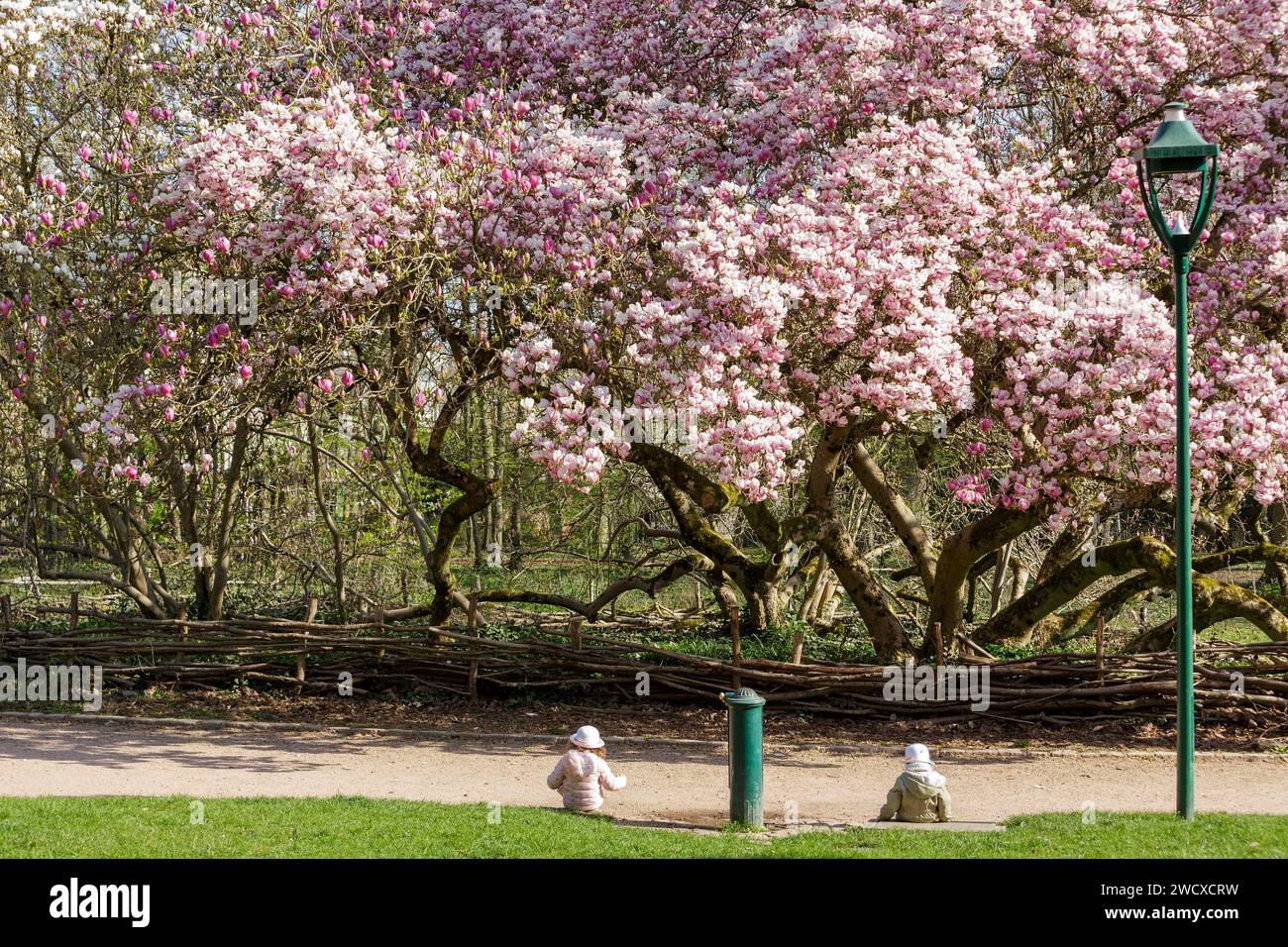 Francia, Meurthe et Moselle, Nancy, magnolia da Soulanges in piena fioritura etichettata Arbre Remarquable de France (notevole albero di Francia) nel parco pubblico Sainte Marie situato in Avenue Boffrand Foto Stock