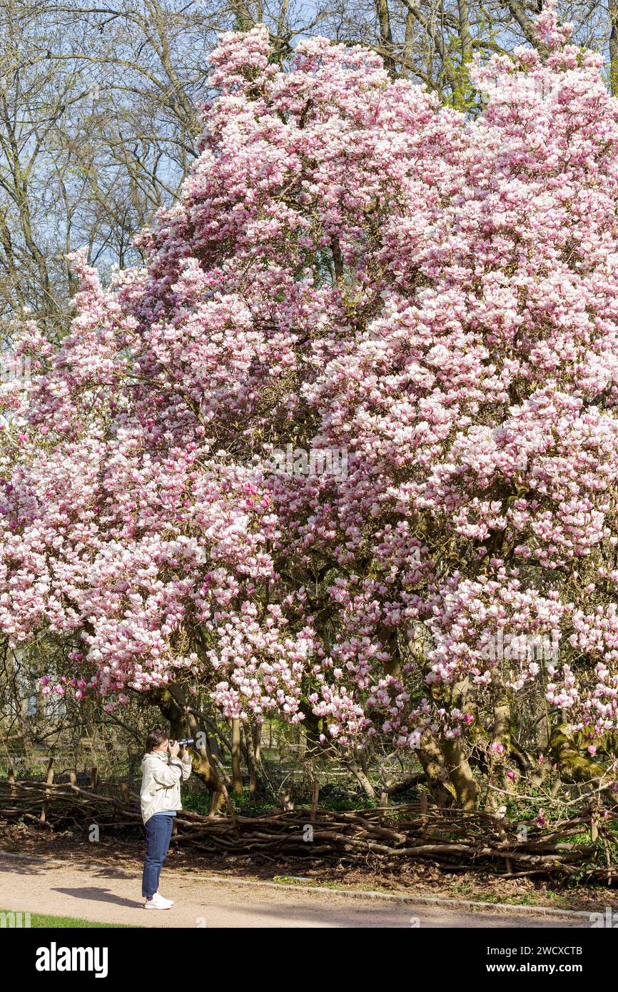 Francia, Meurthe et Moselle, Nancy, magnolia da Soulanges in piena fioritura etichettata Arbre Remarquable de France (notevole albero di Francia) nel parco pubblico Sainte Marie situato in Avenue Boffrand Foto Stock