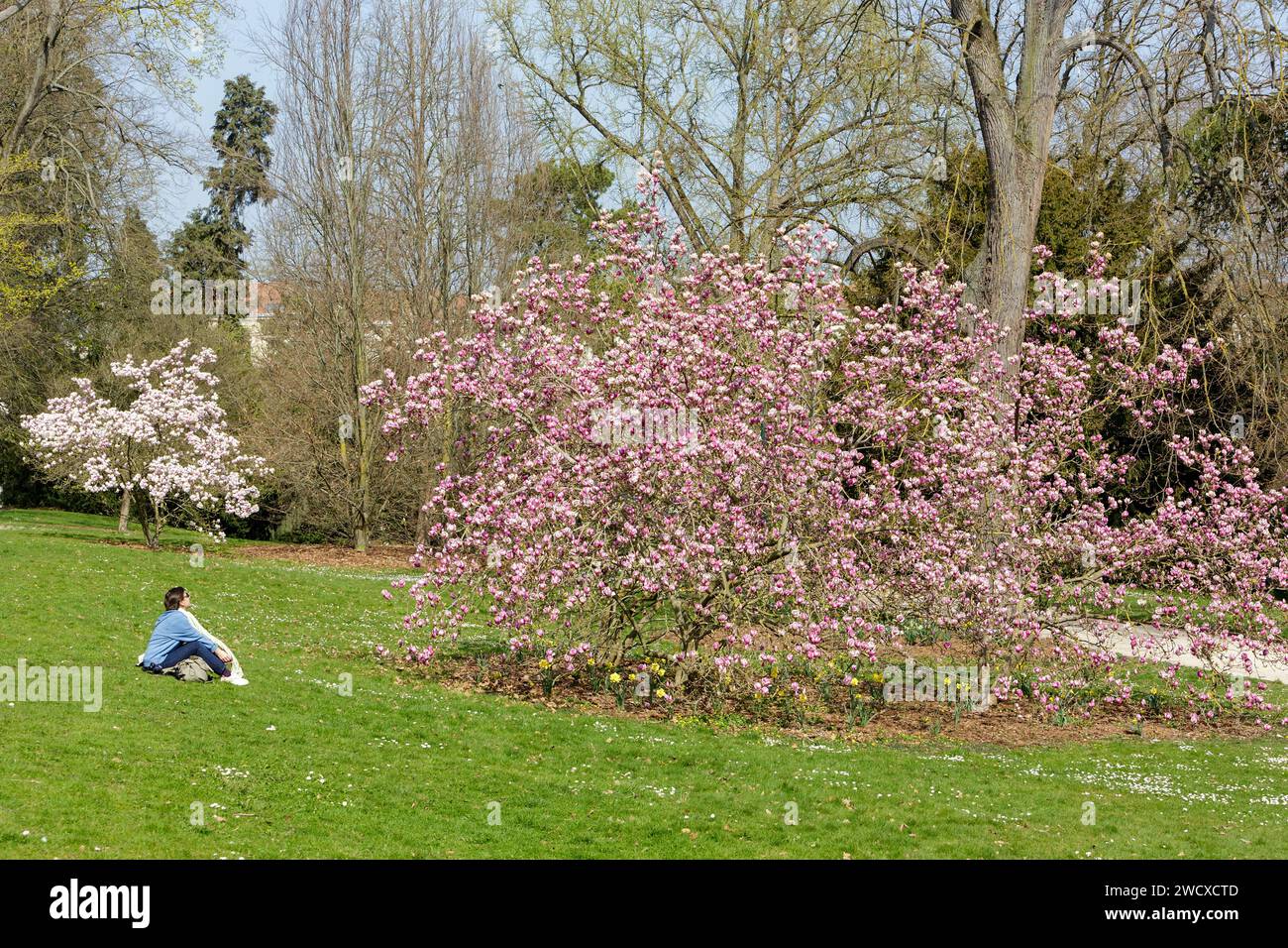 Francia, Meurthe et Moselle, Nancy, magnolia in piena fioritura nel parco pubblico Pepiniere Foto Stock