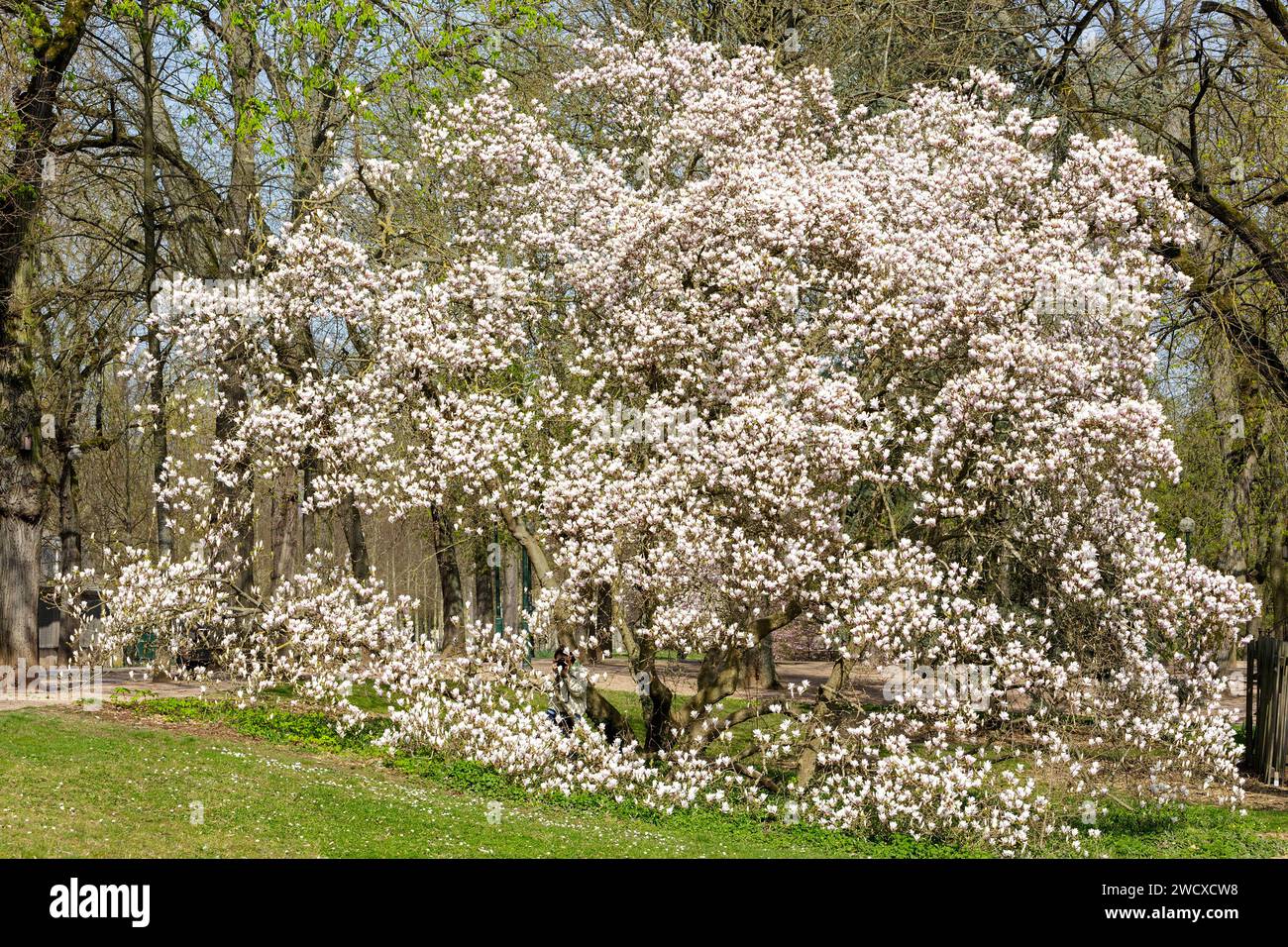 Francia, Meurthe et Moselle, Nancy, magnolia in piena fioritura nel parco pubblico Pepiniere Foto Stock