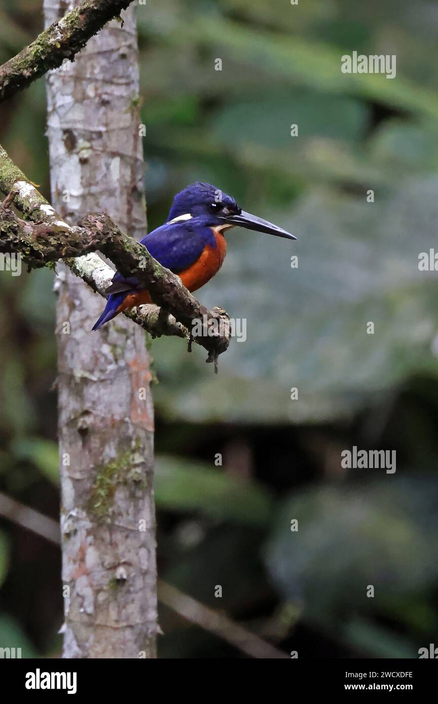 Azzurro brillante Kingfisher (Alcedo quadribrachus quadribrachus) adulto arroccato sul ramo morto di Ankasa, Ghana, Africa. Novembre Foto Stock