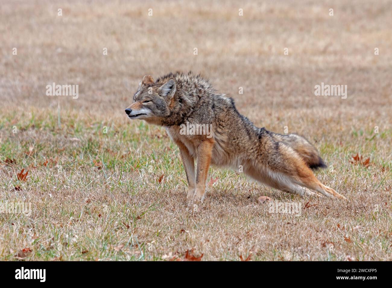 Un coyote si estende in una prateria aperta. Le zampe anteriori sono rivolte verso l'alto, l'estremità posteriore verso il basso, come se si trovasse in una posizione yoga di posa. Foto Stock