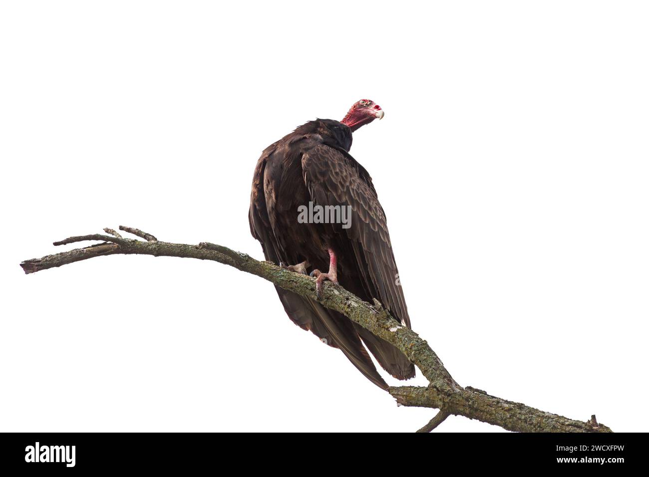 Un avvoltoio di tacchino, arroccato su un ramo, guarda in lontananza. Sfondo bianco Foto Stock