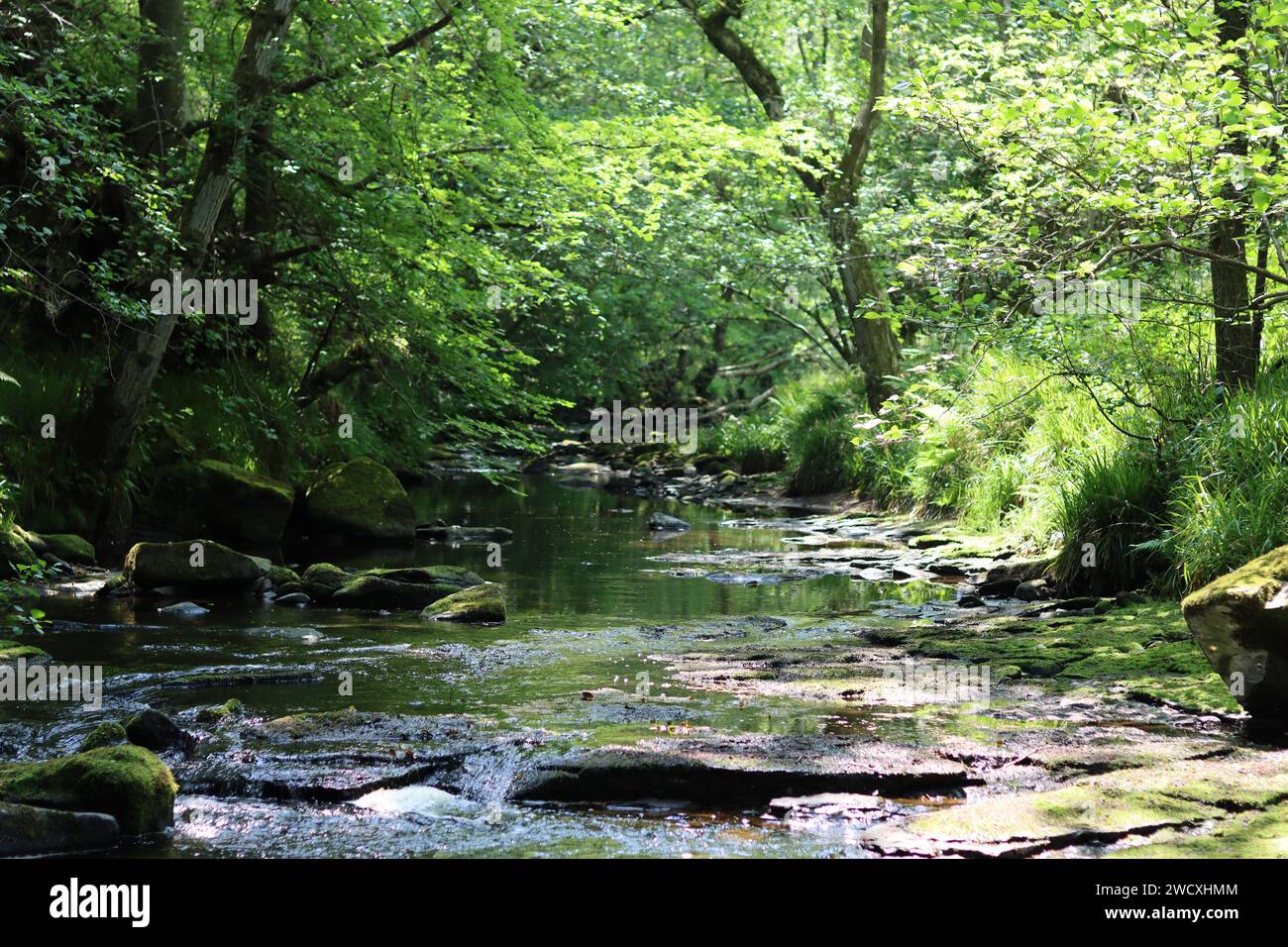 Vista lungo un tranquillo fiume boschivo con un letto roccioso poco profondo, con riflessi verdi nell'acqua morta Foto Stock