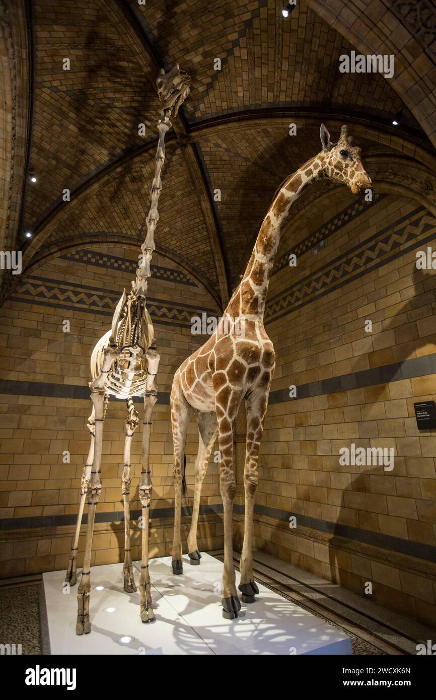 Museo di storia naturale, Londra Foto Stock