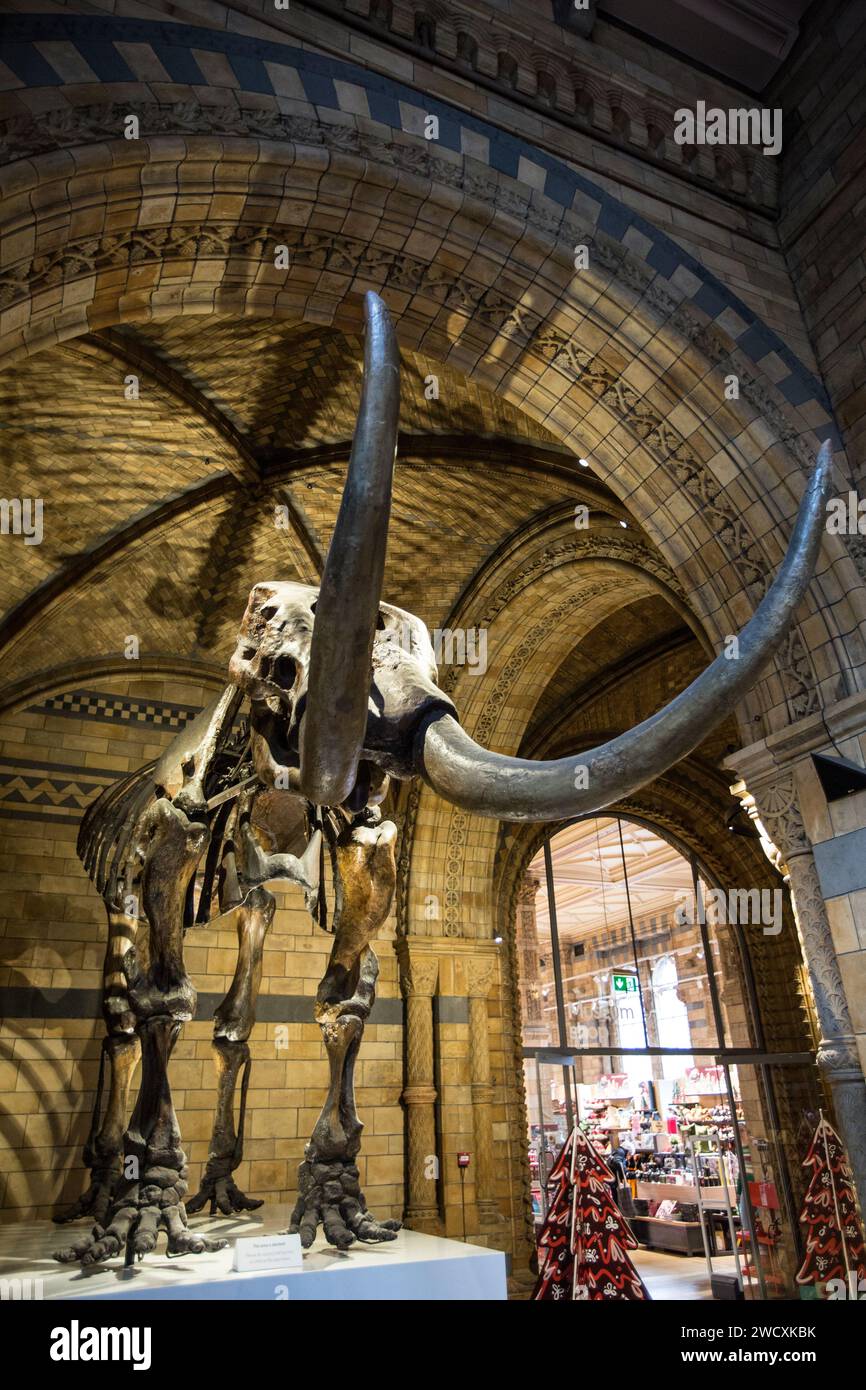 Museo di storia naturale, Londra Foto Stock