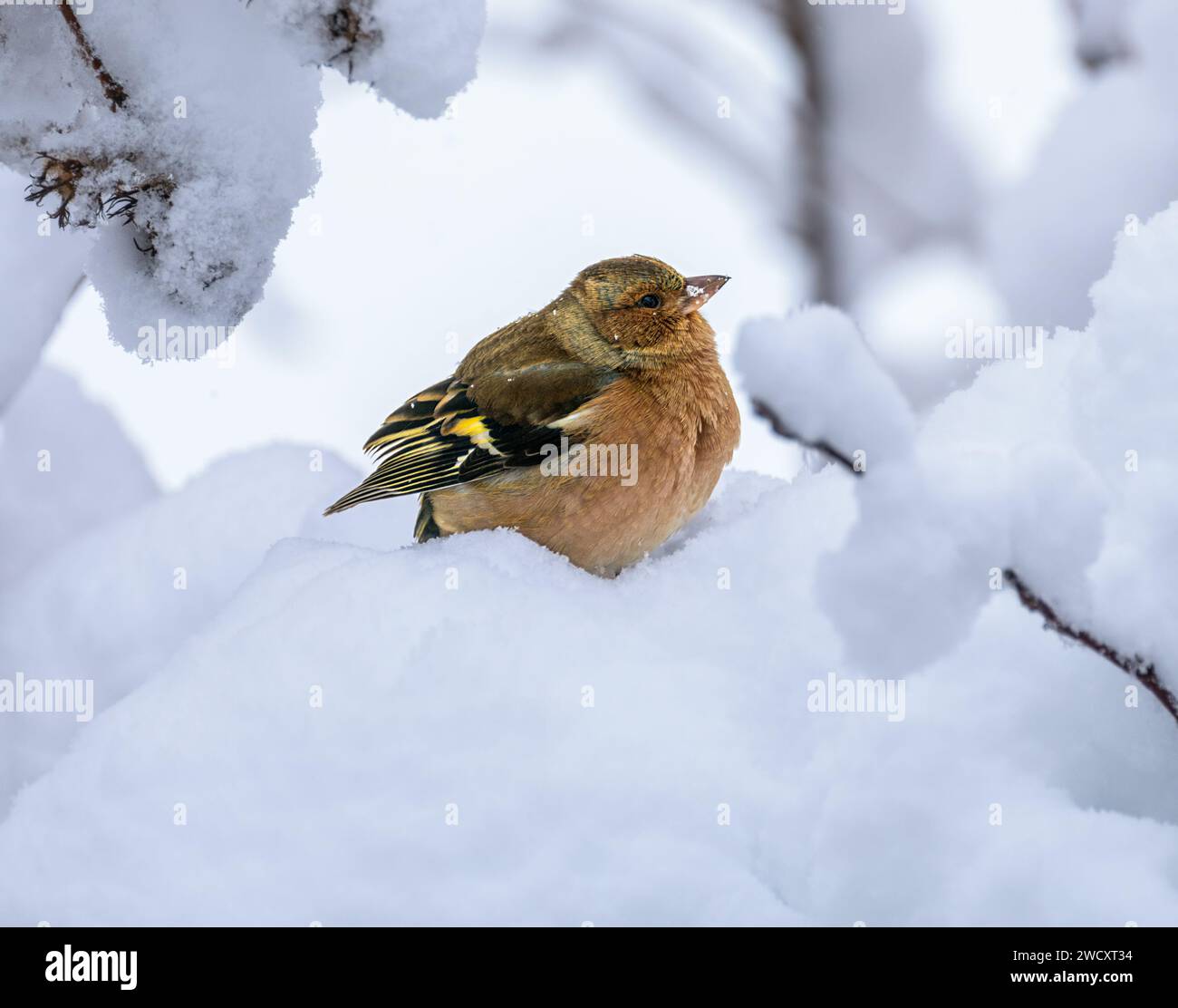 Primo piano di un maschio seduto su un albero innevato Foto Stock