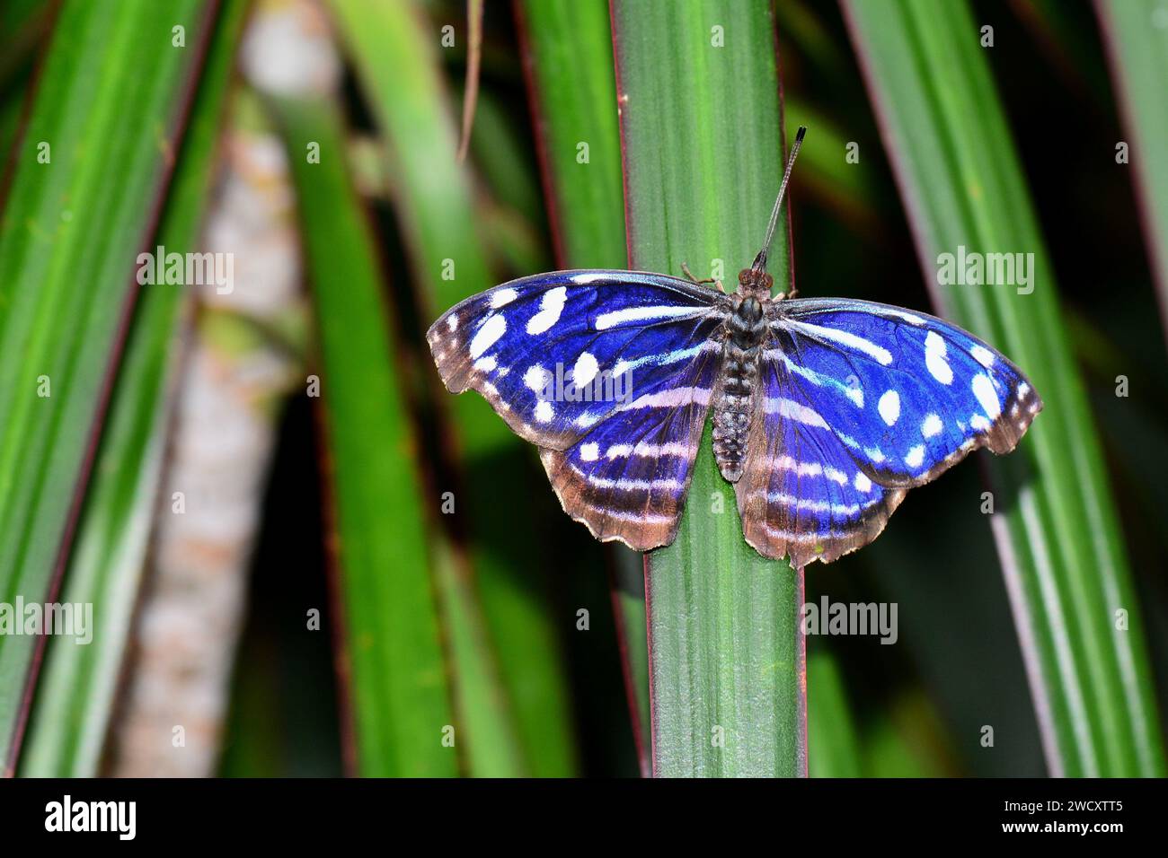 Una farfalla Cyaniris Bluewing atterra su una pianta nei giardini. Foto Stock