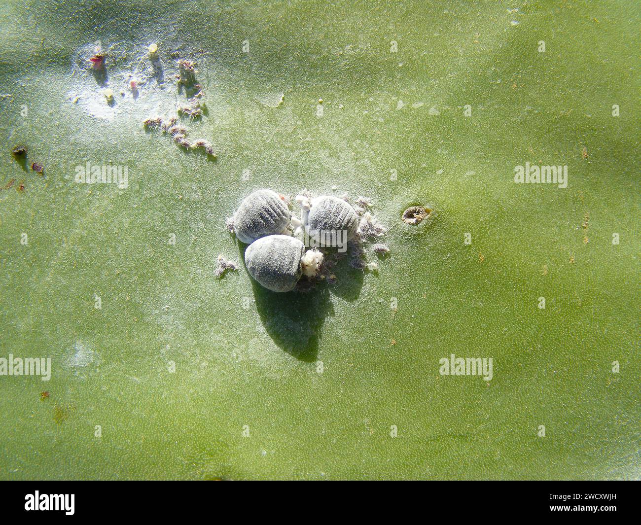 Cocciniglia (Dactylopius coccus) sulla foglia di un'Opunitie (Opuntia), Fuerteventura, Isole Canarie, Spagna. Foto Stock