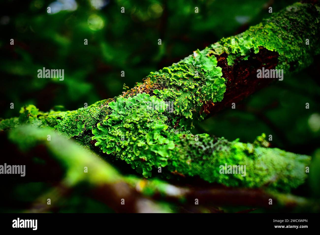 Ramo dell'albero ricoperto di muschio verde incoerente. Foto Stock