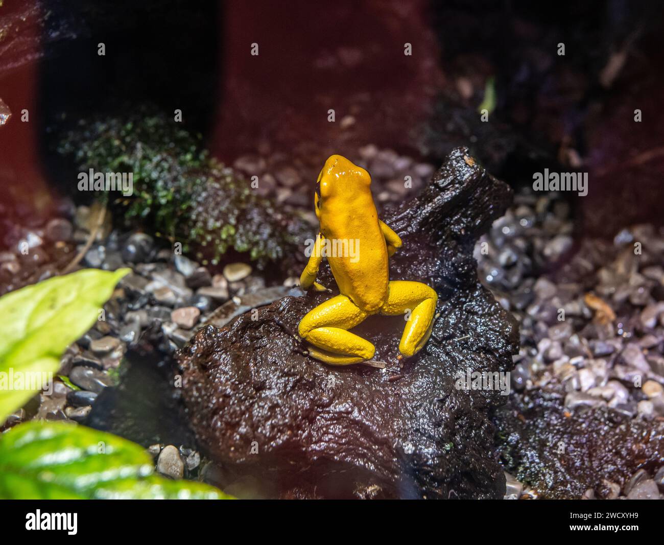 Rana velenosa dorata (Phyllobates terribilis), probabilmente l'animale velenoso sulla Terra Foto Stock