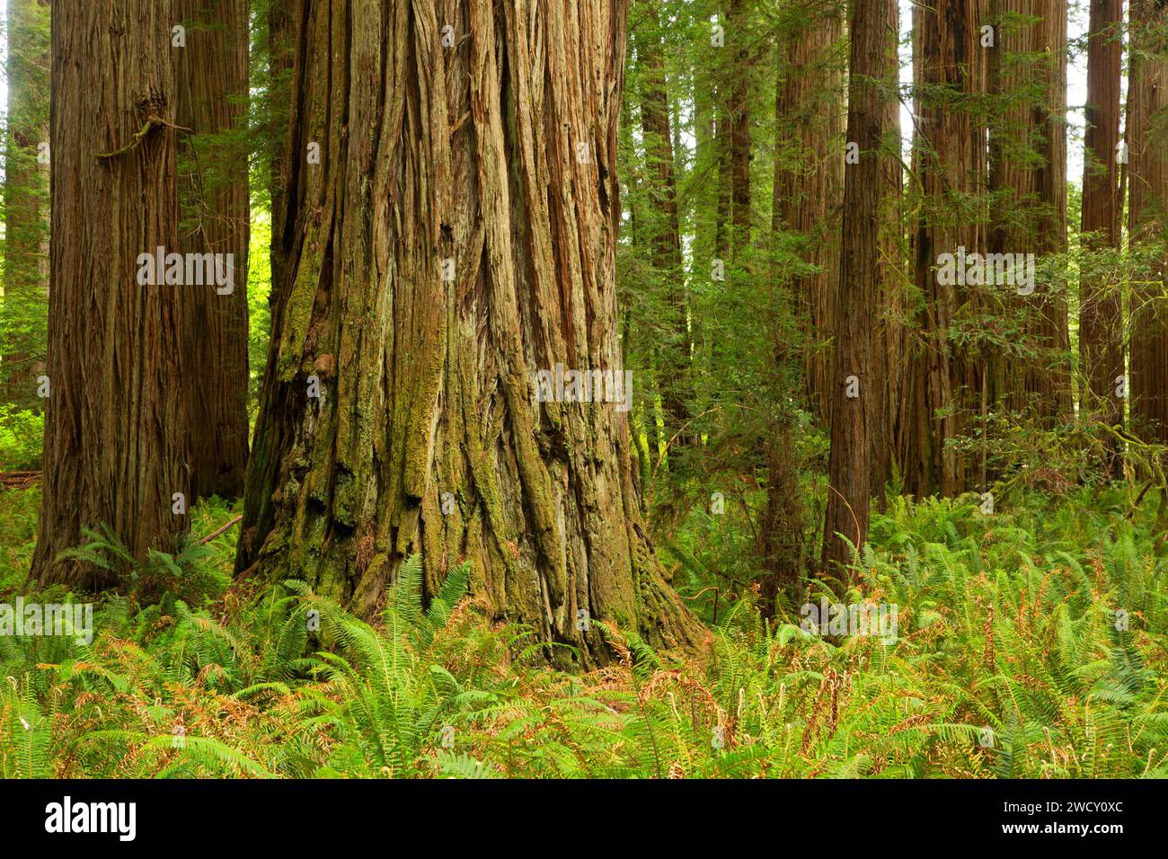 Coast redwood (Sequoia sempervirens) foresta lungo Stout Grove Trail, Jedediah Smith Redwoods State Park, il Parco Nazionale di Redwood in California Foto Stock