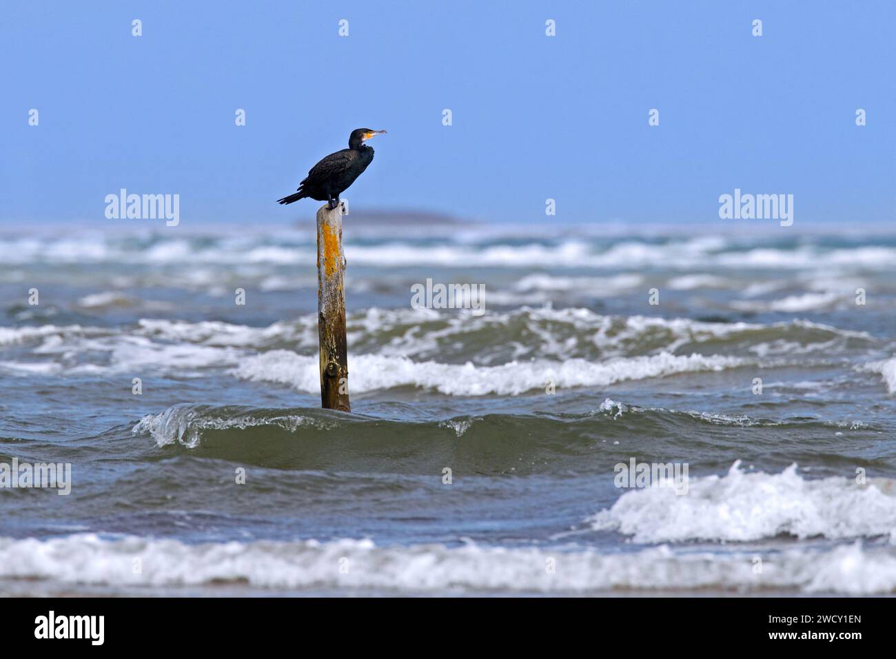 Un grande cormorano (Phalacrocorax carbo) riposa su un palo di legno in acqua lungo la costa del Mare del Nord in una giornata tempestosa in autunno/autunno Foto Stock