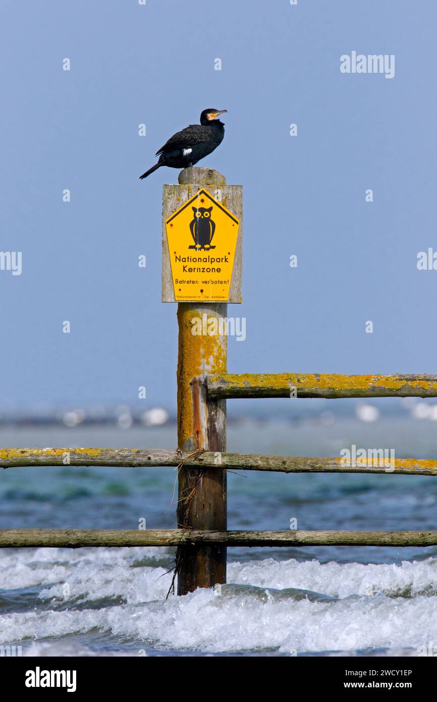 Grande cormorano arroccato su un cartello di divieto di ingresso al Parco Nazionale della Laguna della Pomerania Occidentale, Meclemburgo-Pomerania Occidentale, Germania Foto Stock