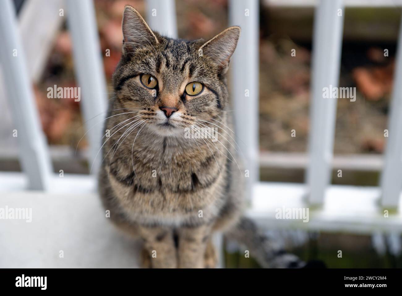 Wheaton, Illinois, USA. Un gatto randagio o di comunità su un portico che osserva e socializza con un residente domestico che fornisce cibo su base giornaliera. Foto Stock