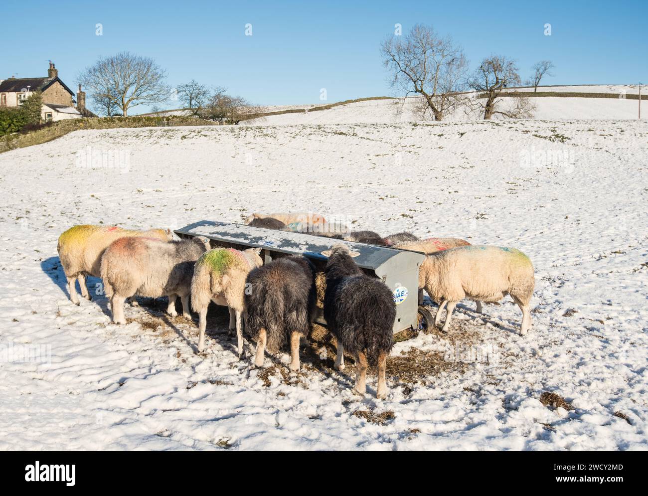 Pecore che si nutrono di fieno durante un periodo di spettacolo a Long Preston, il 17 gennaio 2024, Foto Stock