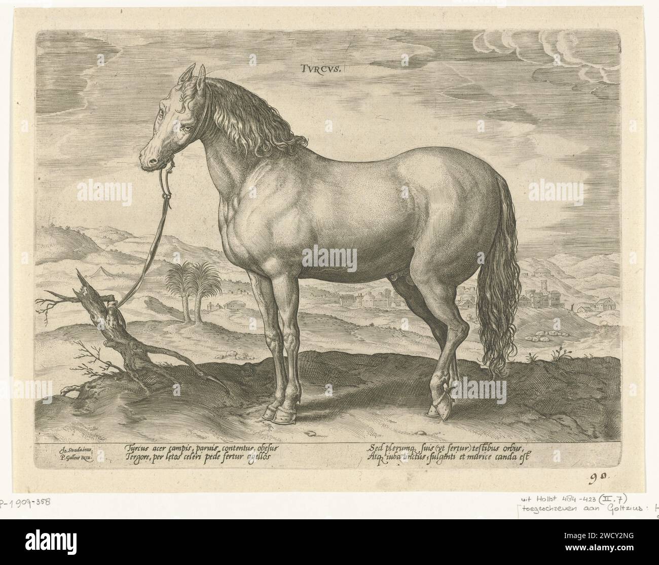 Paard dalla Turchia, Hendrick Goltzius (attribuito a), dopo Jan van der Straet, c. 1578 - c. 1582 stampare Un cavallo turco, in profilo. La stampa ha una didascalia latina e fa parte della seconda parte di una serie di 39 parti sulle razze di cavalli provenienti dalle scuderie reali di Don Juan van Austria. Tipografia: Antwerpafter disegno di: Florencepublisher: Antwerp cartaceo cavallo per incisione Turchia Foto Stock