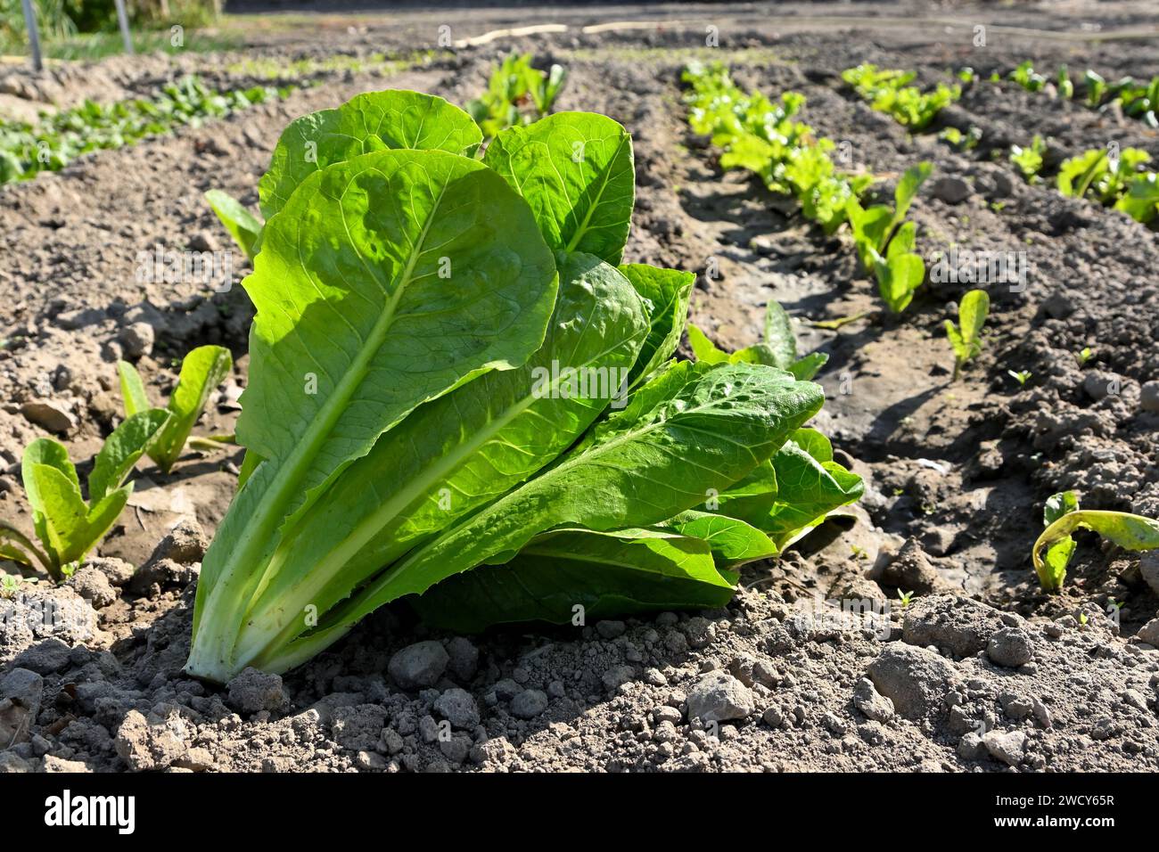 foglie di lattuga appena tagliate in giardino in una giornata di sole Foto Stock