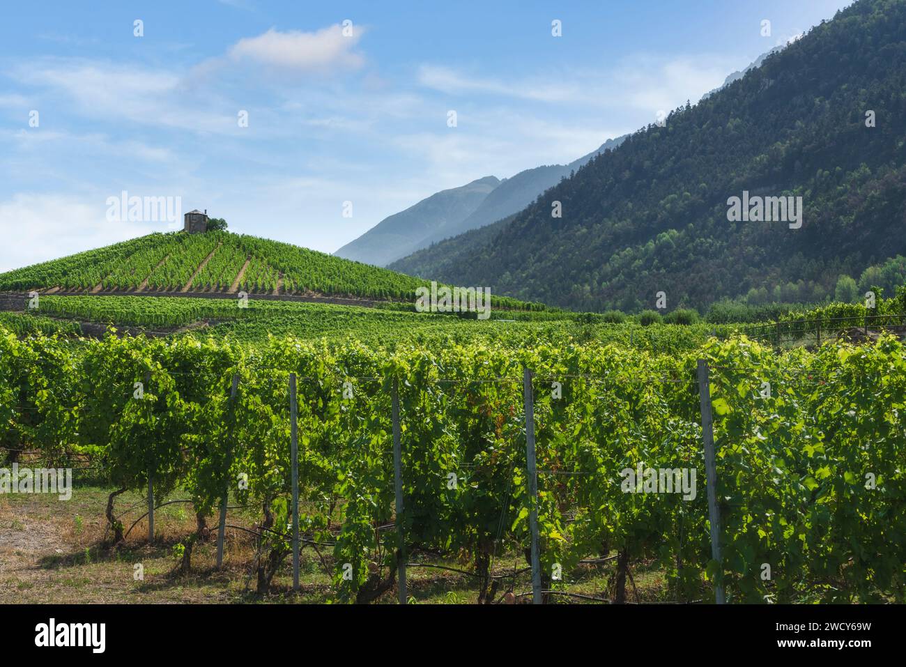 Vigneti sulla collina di Aymavilles. Regione Valle d'Aosta, Italia Foto Stock