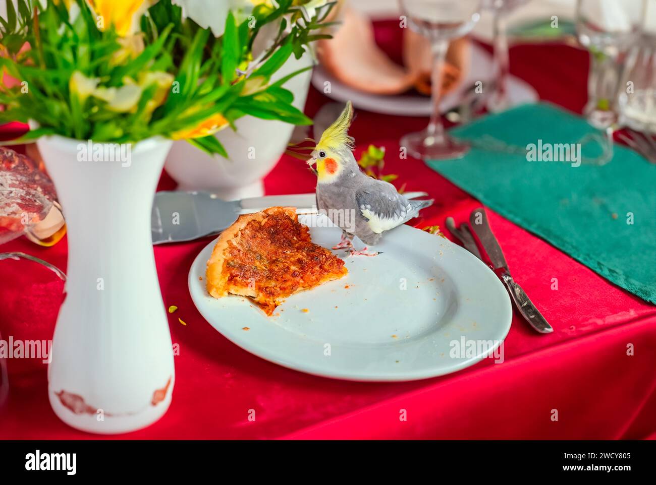 Pappagallo giallo di cockatiel. Simpatico cockatiel. Pappagallo domestico mangia pizza vegetariana Foto Stock