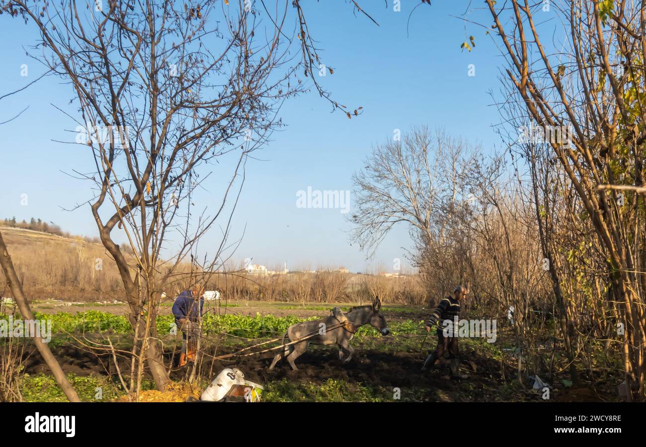 Uomini turchi, operai sul campo che arano il terreno con un asino nei giardini Hevsel di Diyarbakir in Turchia Foto Stock