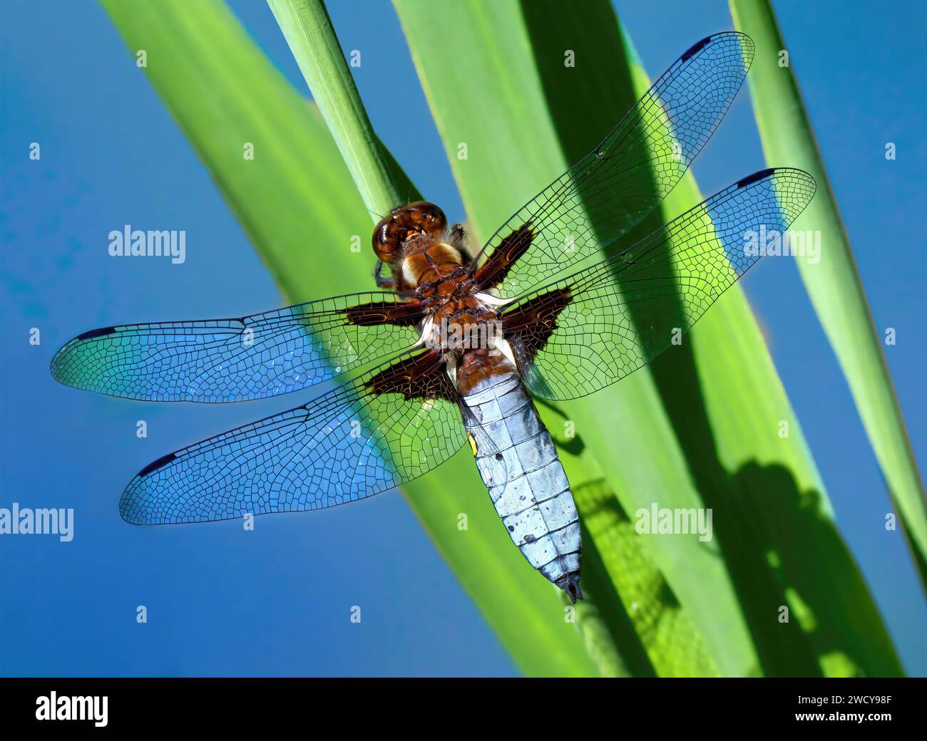 Il cacciatore di corpo largo (Libellula depressa) maschio libellula seduto a canna verde Foto Stock