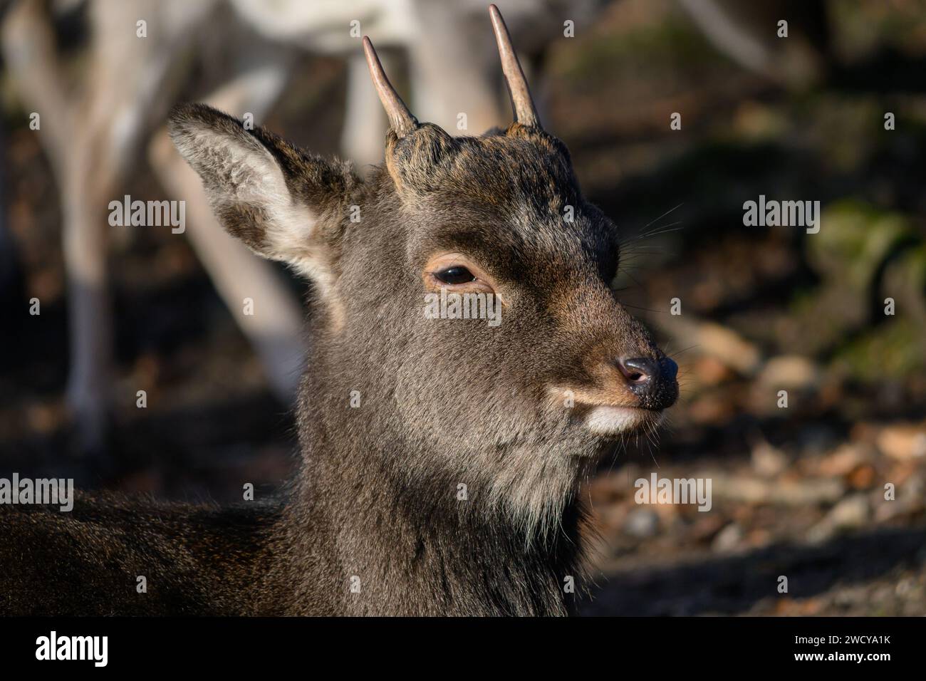 Sika Deer, cervo nippon Foto Stock