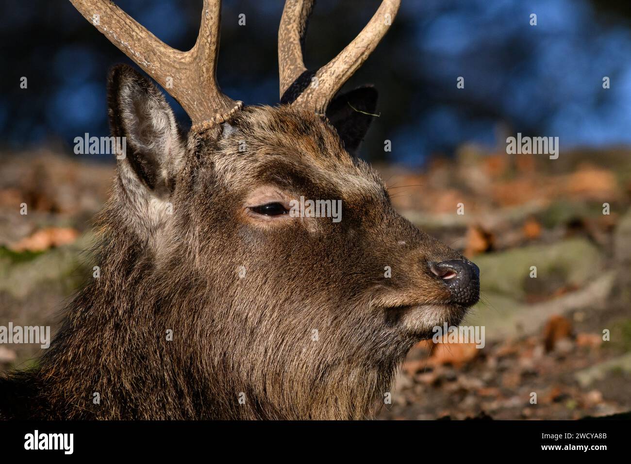 Sika Deer, cervo nippon Foto Stock